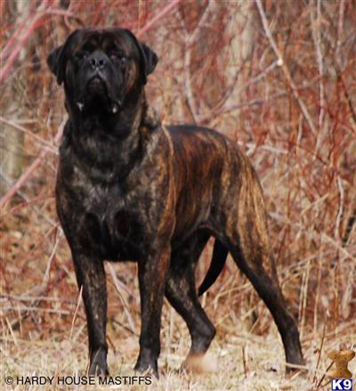 Mastiff Puppies for Sale